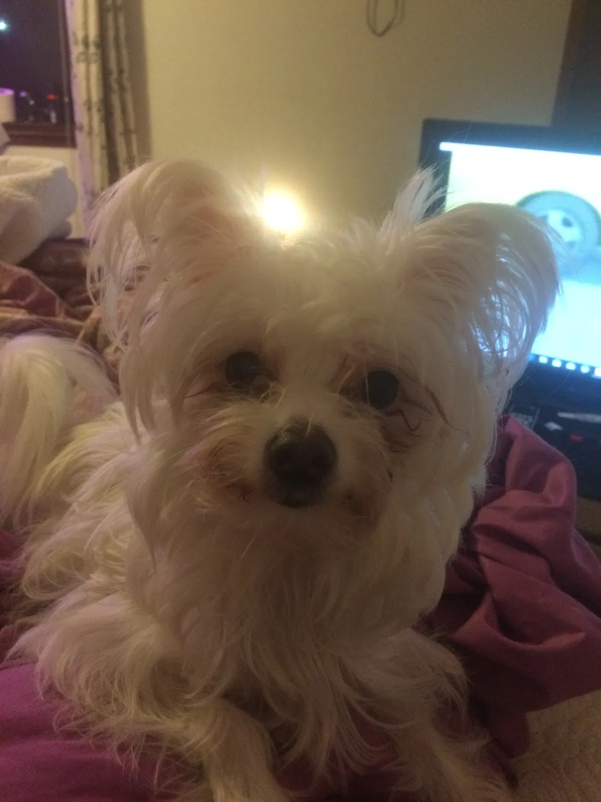 Lost dog in Colebrook, NH, 3576