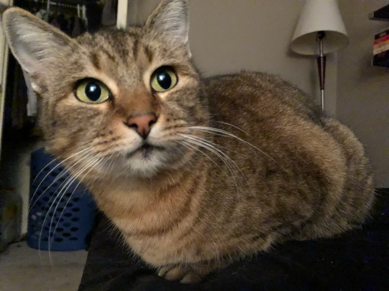Lost cat in Denton, TX, 76201