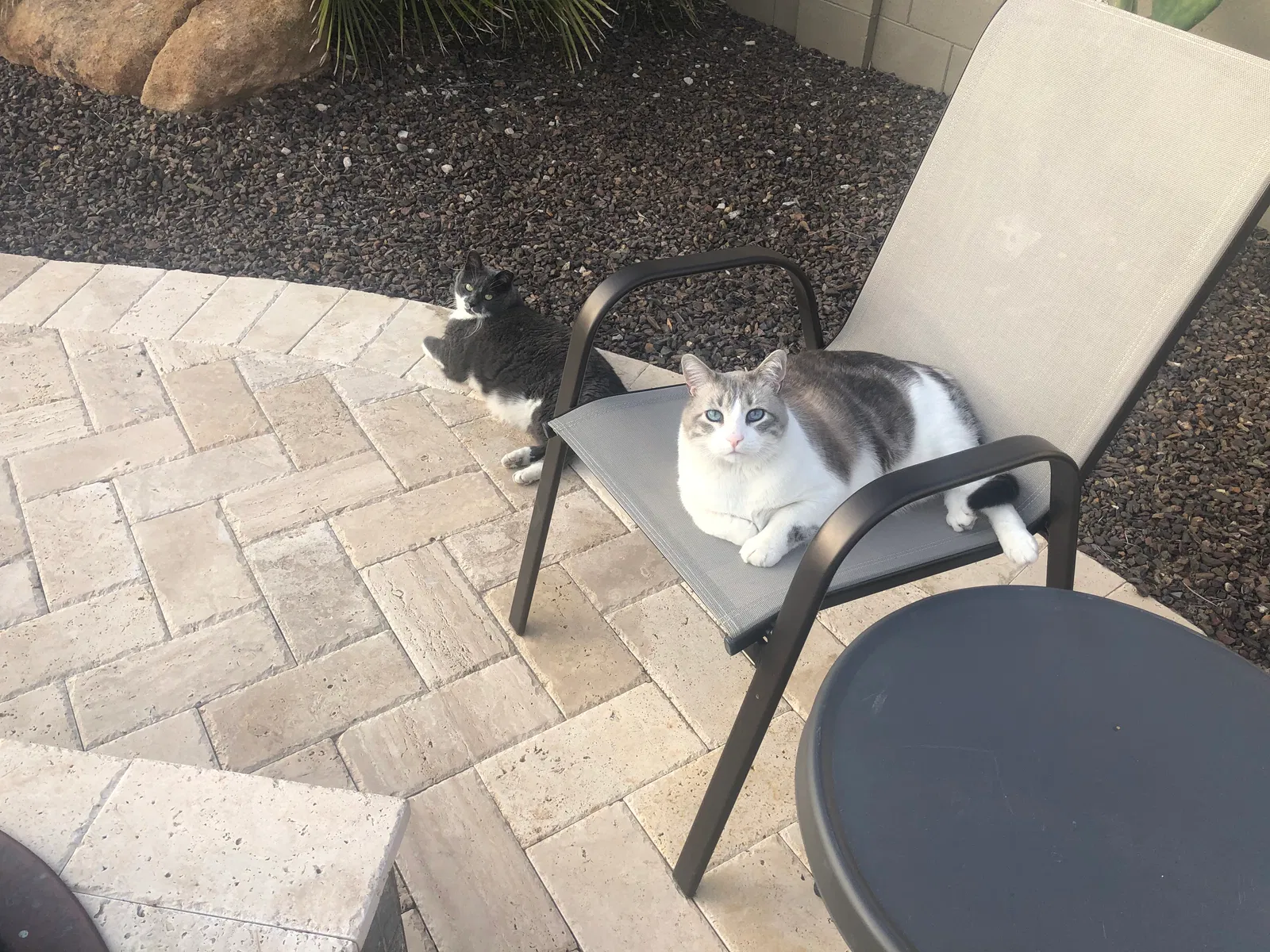 Lost cat in Goodyear, AZ, 85338