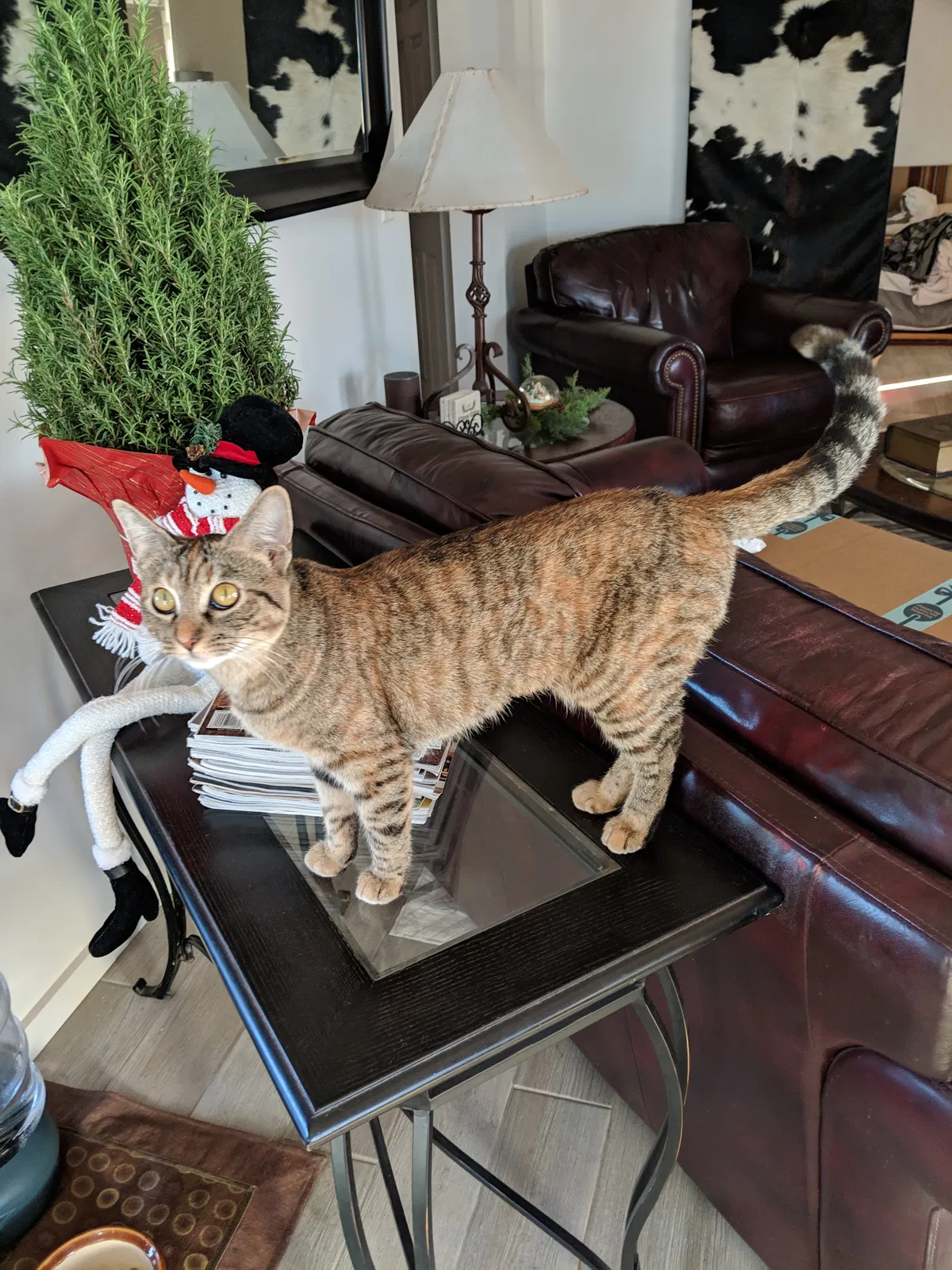 Lost cat in Queen Creek, AZ, 85142