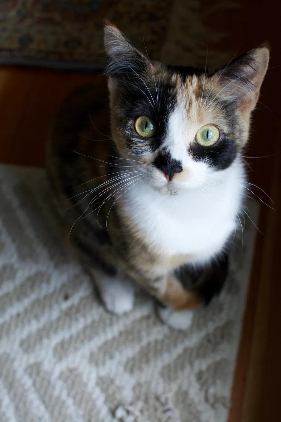 Lost cat in Minneapolis, MN, 55427