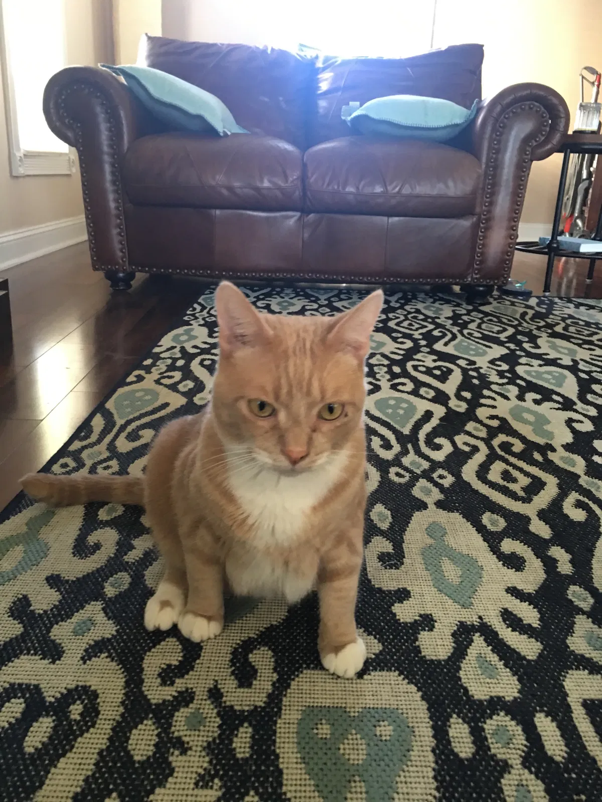Lost cat in Maumee, OH, 43537
