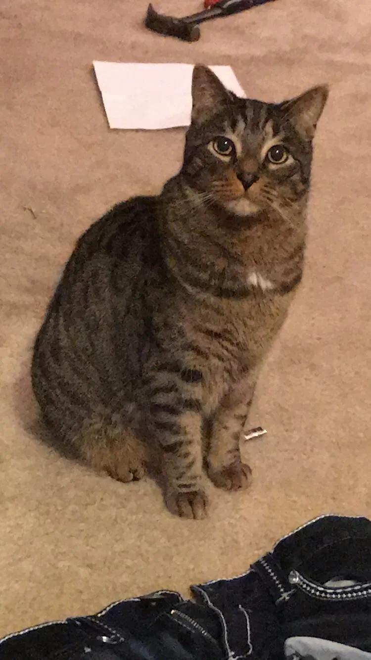 Lost cat in Ortonville, MI, 48462