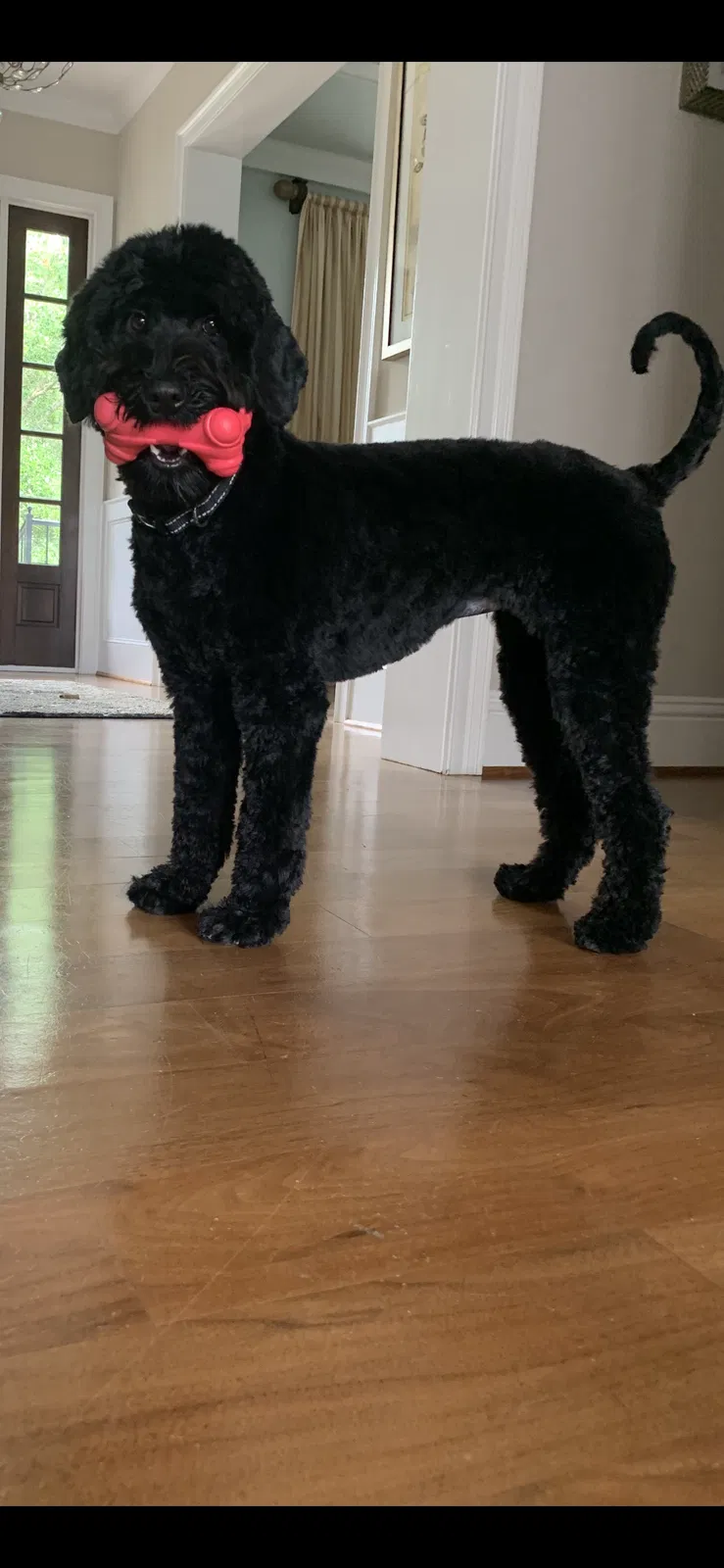 Lost dog in Winter Park, FL, 32789