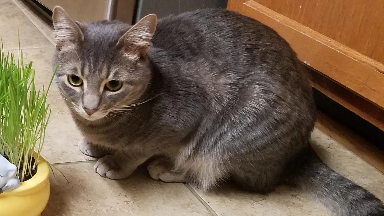 Lost cat in Germantown, MD, 20874