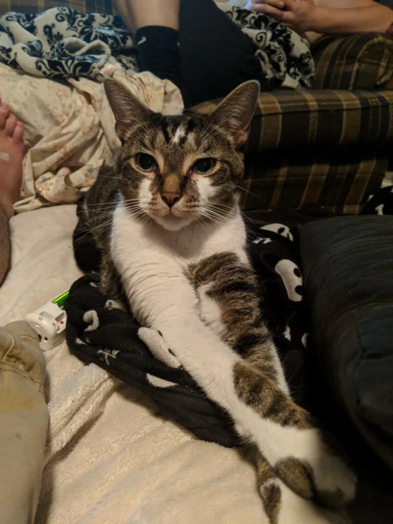 Lost cat in Magnolia, TX, 77354