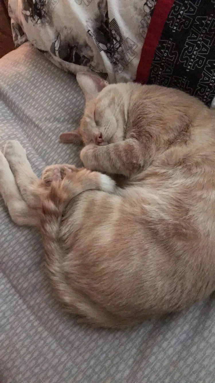 Lost cat in Noblesville, IN, 46062
