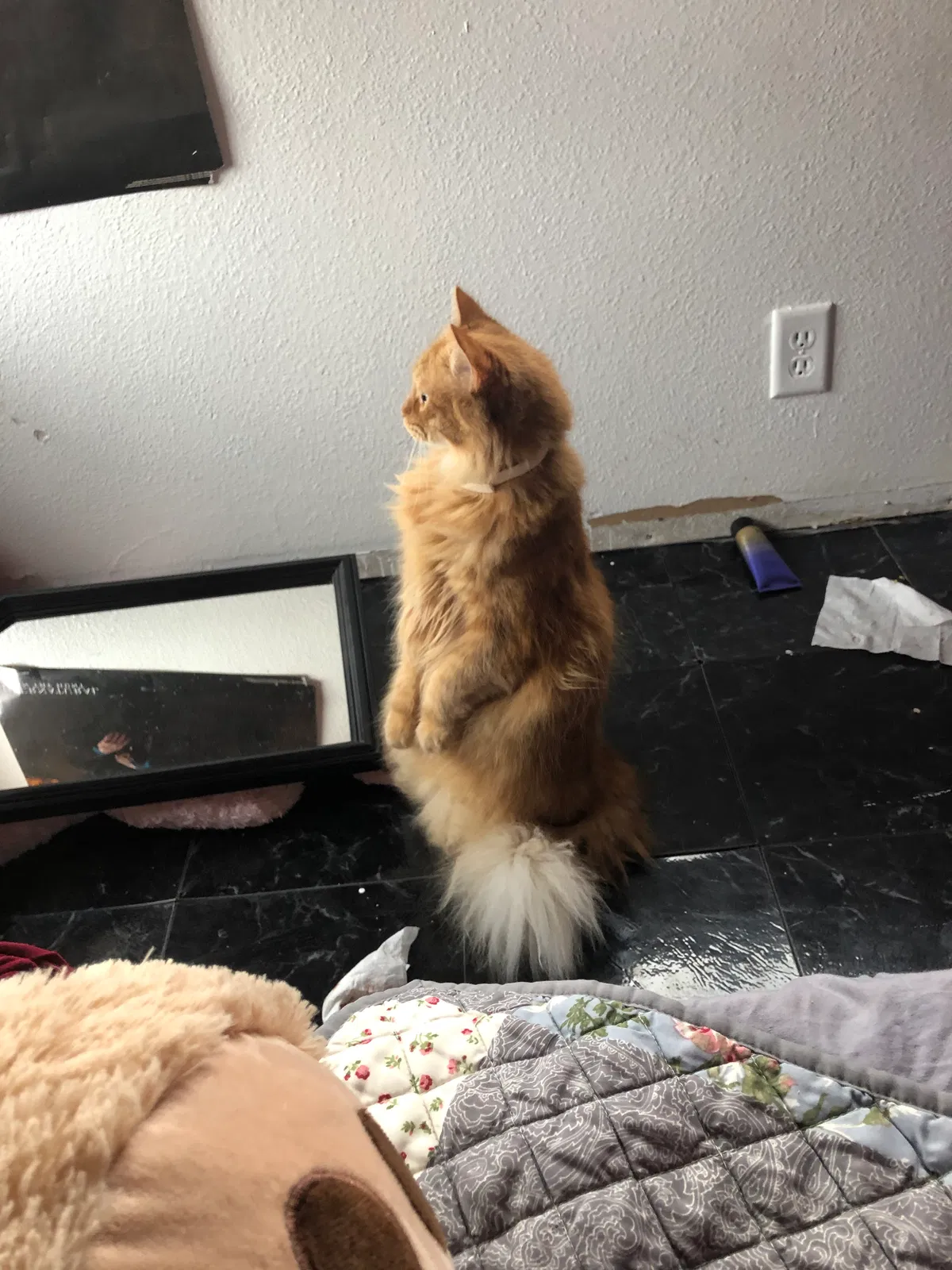 Lost cat in Converse, TX, 78109