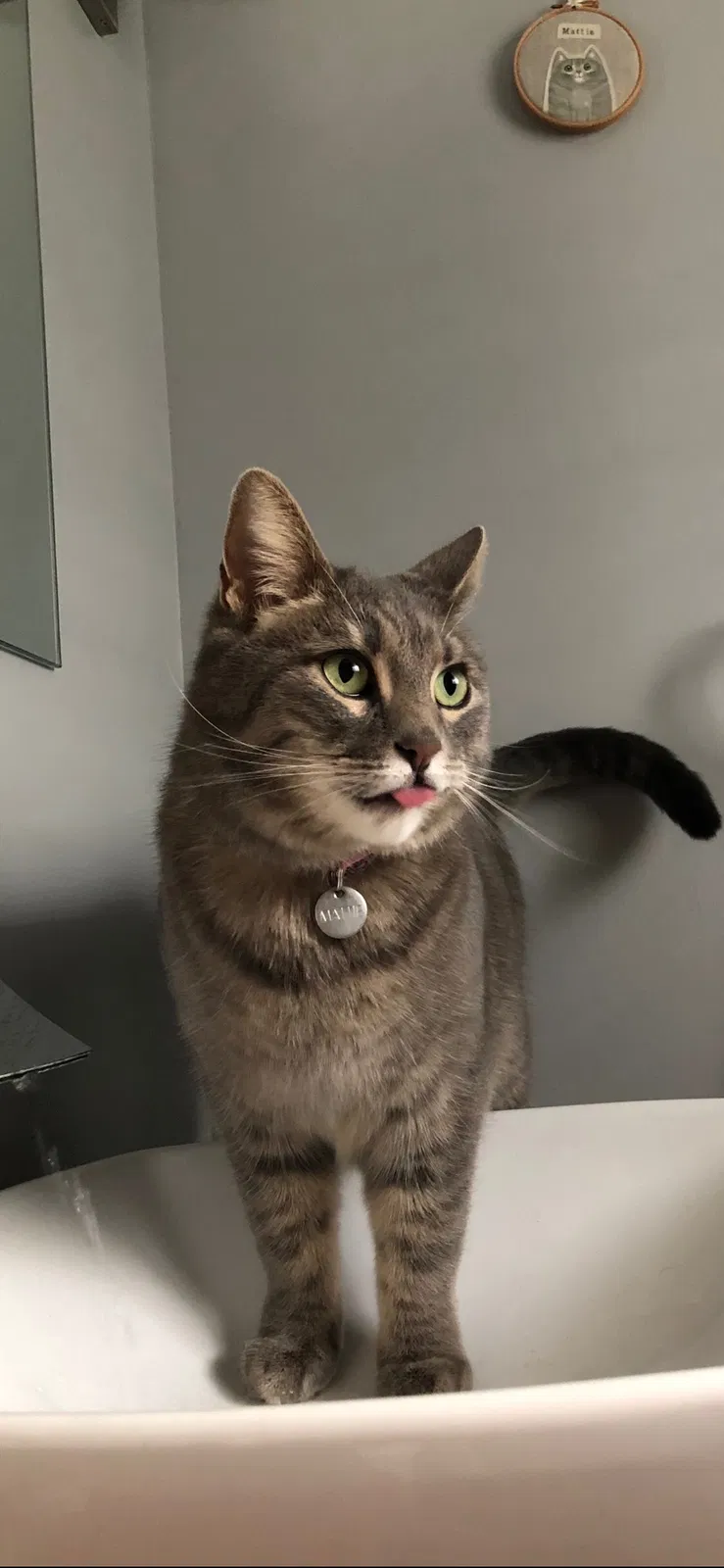 Lost cat in Fort Collins, CO, 80524