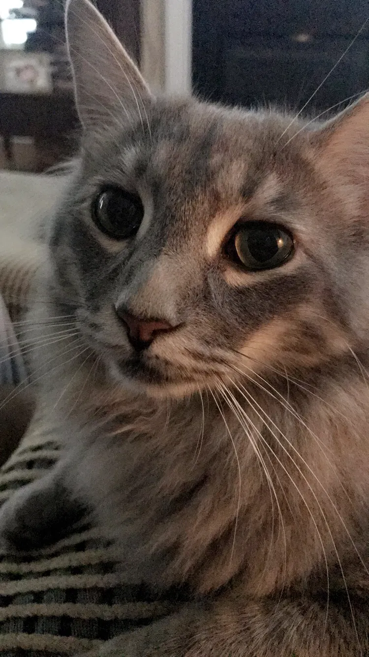 Lost cat in Fort Mill, SC, 29708
