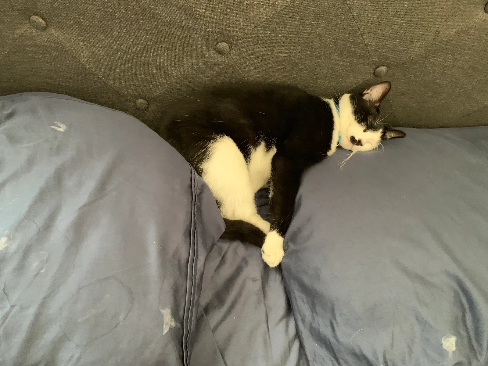 Lost cat in Westminster, CA, 92683