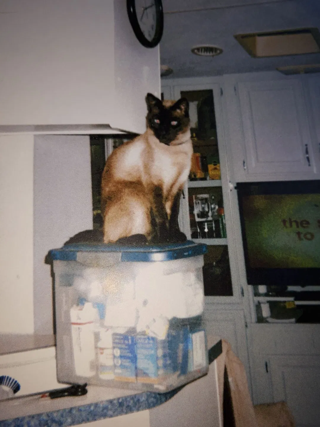 Lost cat in Locust Grove, GA, 30248
