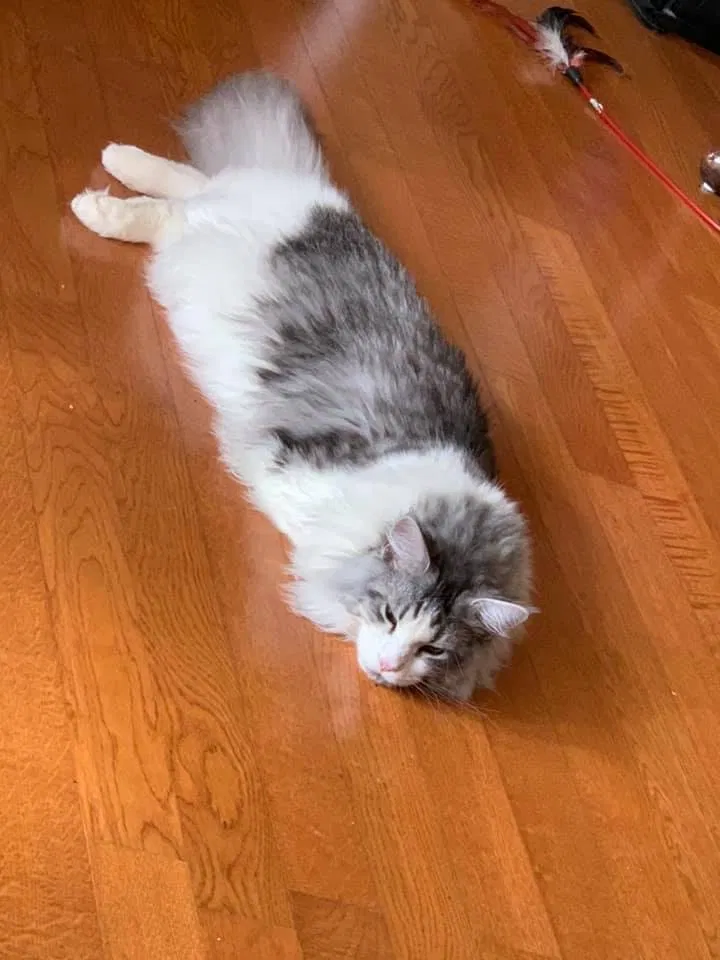 Lost cat in North Augusta, SC, 29841