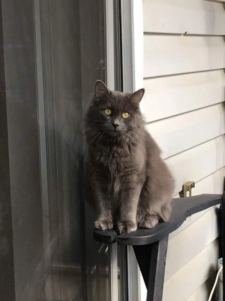 Lost cat in Kennesaw, GA, 30144