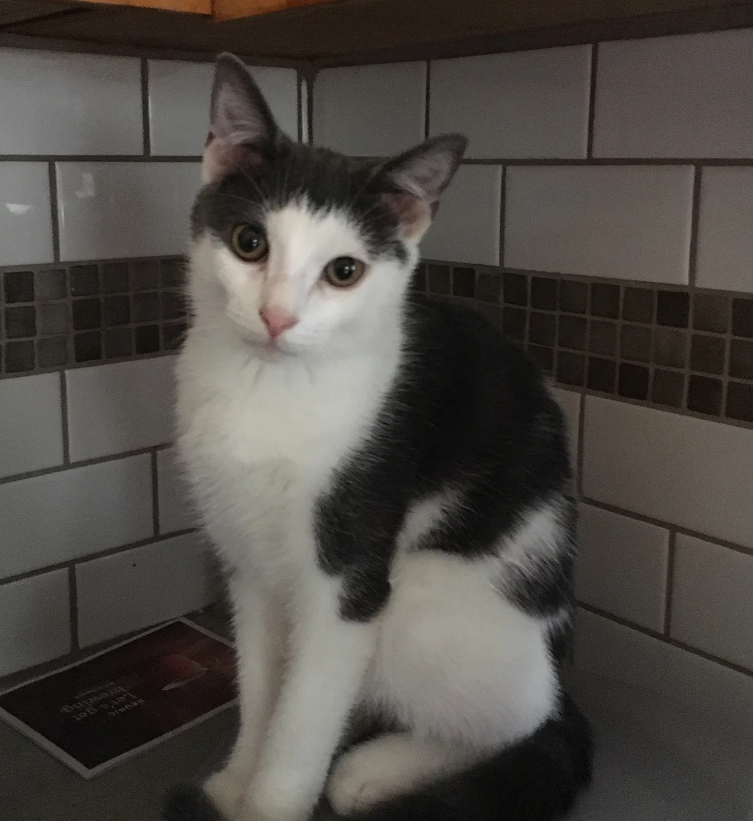 Lost cat in Monroe, NC, 28110