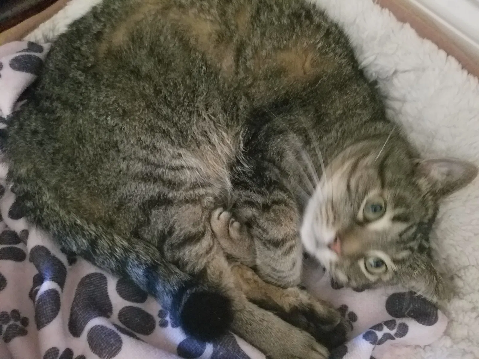 Lost cat in Salisbury, NC, 28147