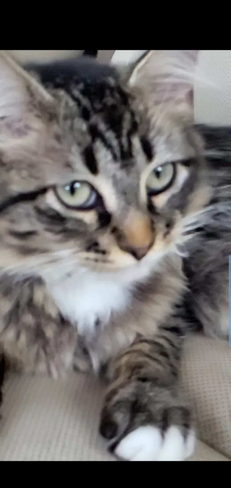 Lost cat in Lakewood, WA, 98499