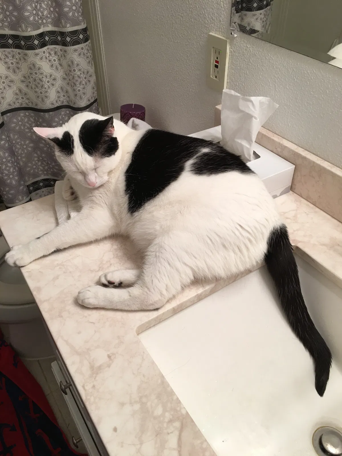 Lost cat in Vancouver, WA, 98661