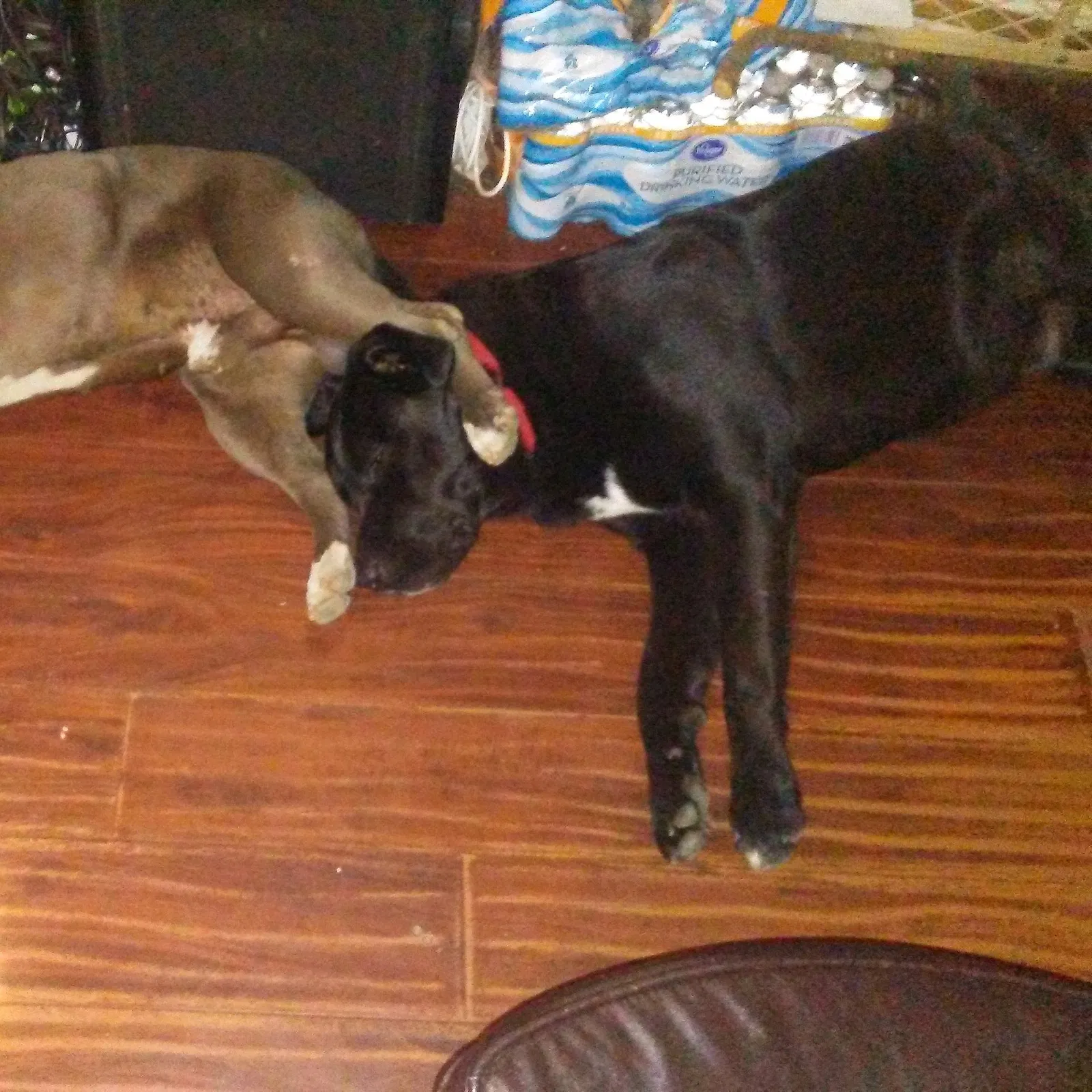 Lost dog in Sacramento, CA, 95820