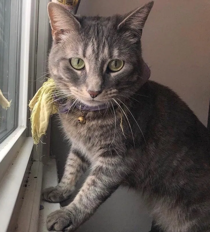 Lost cat in Philadelphia, PA, 19130