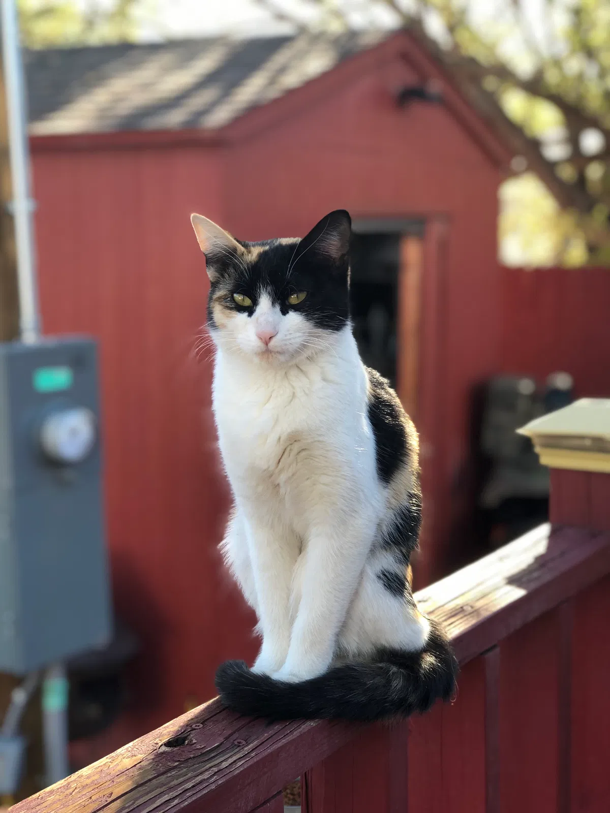 Lost cat in Albuquerque, NM, 87105