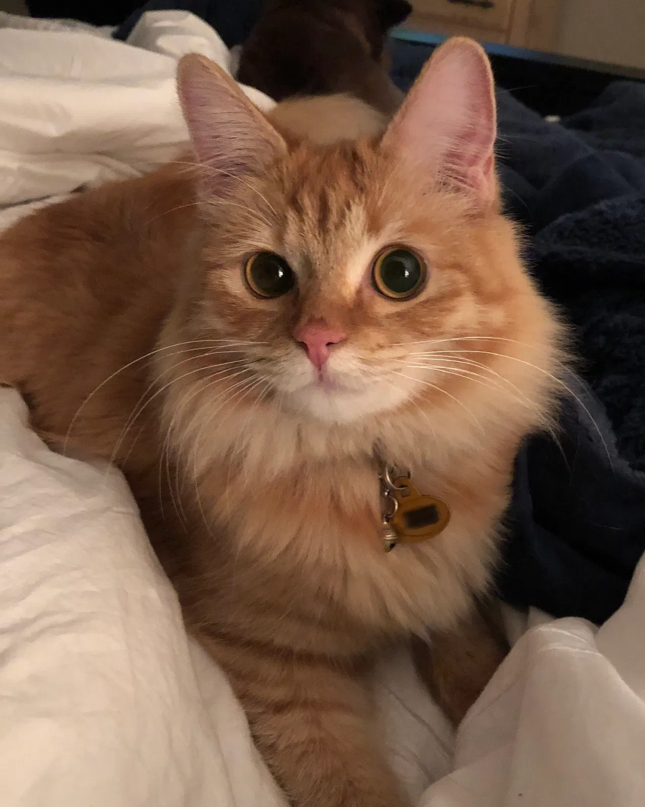 Lost cat in Surprise, AZ, 85379