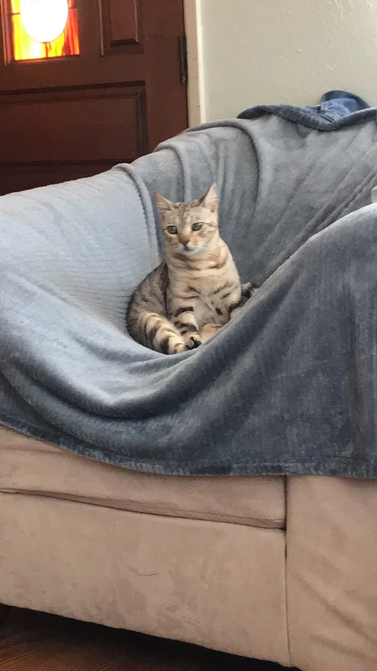 Lost cat in Los Osos, CA, 93402