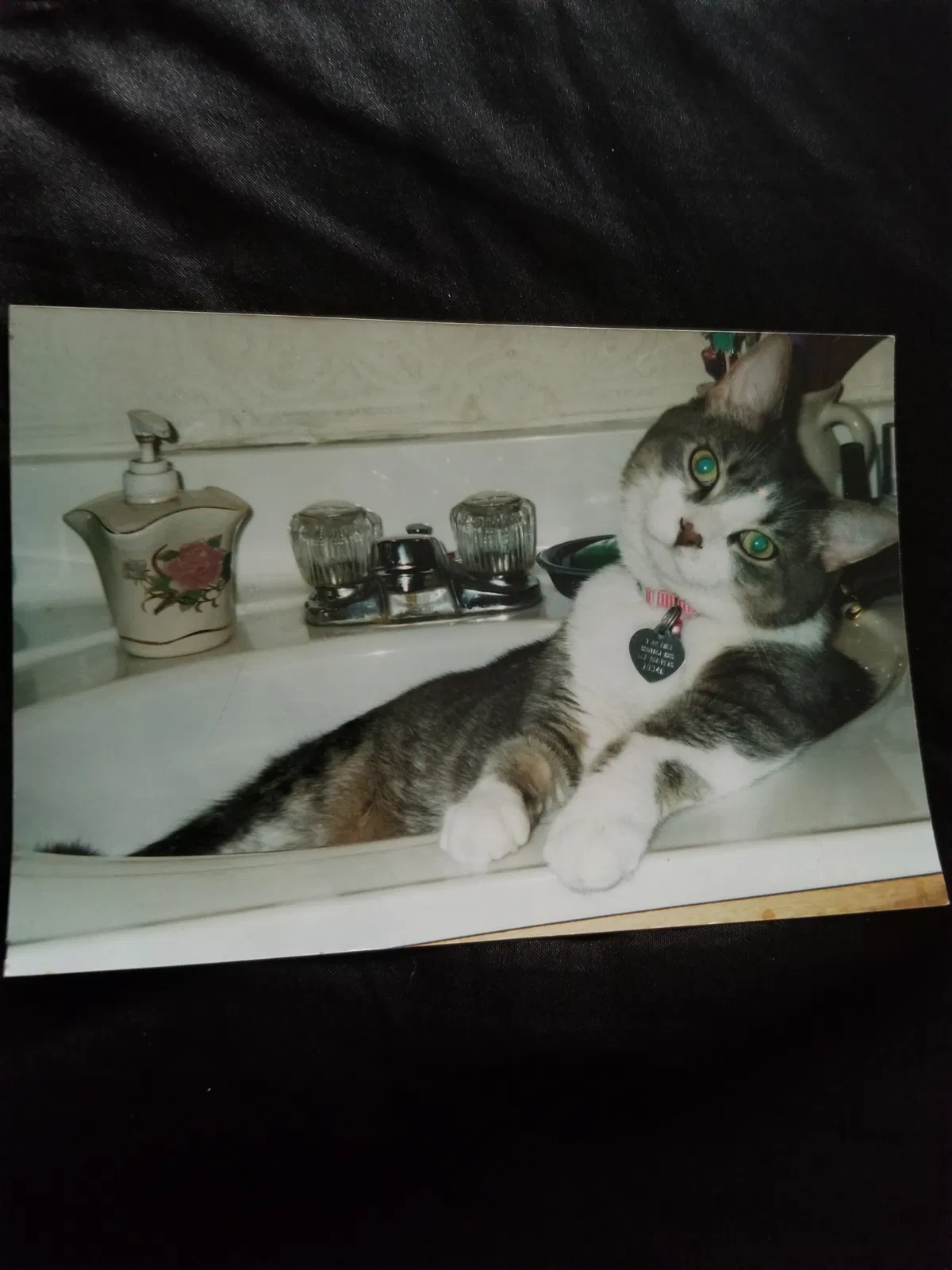 Lost cat in Pleasant Lake, MI, 49272