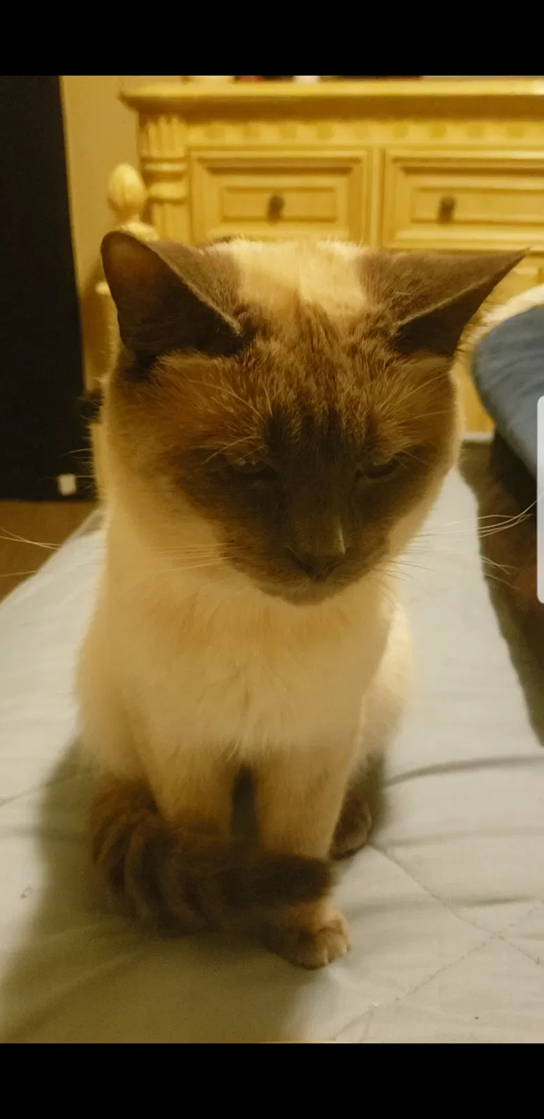Lost cat in Winston Salem, NC, 27101