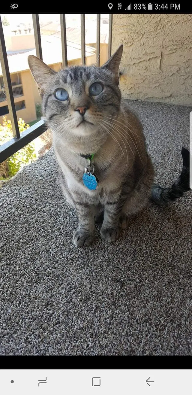 Lost cat in Rio Rancho, NM, 87144