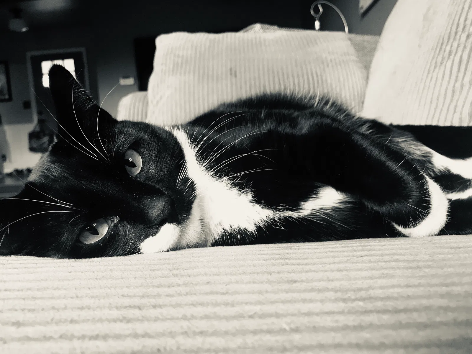 Lost cat in Gresham, OR, 97030