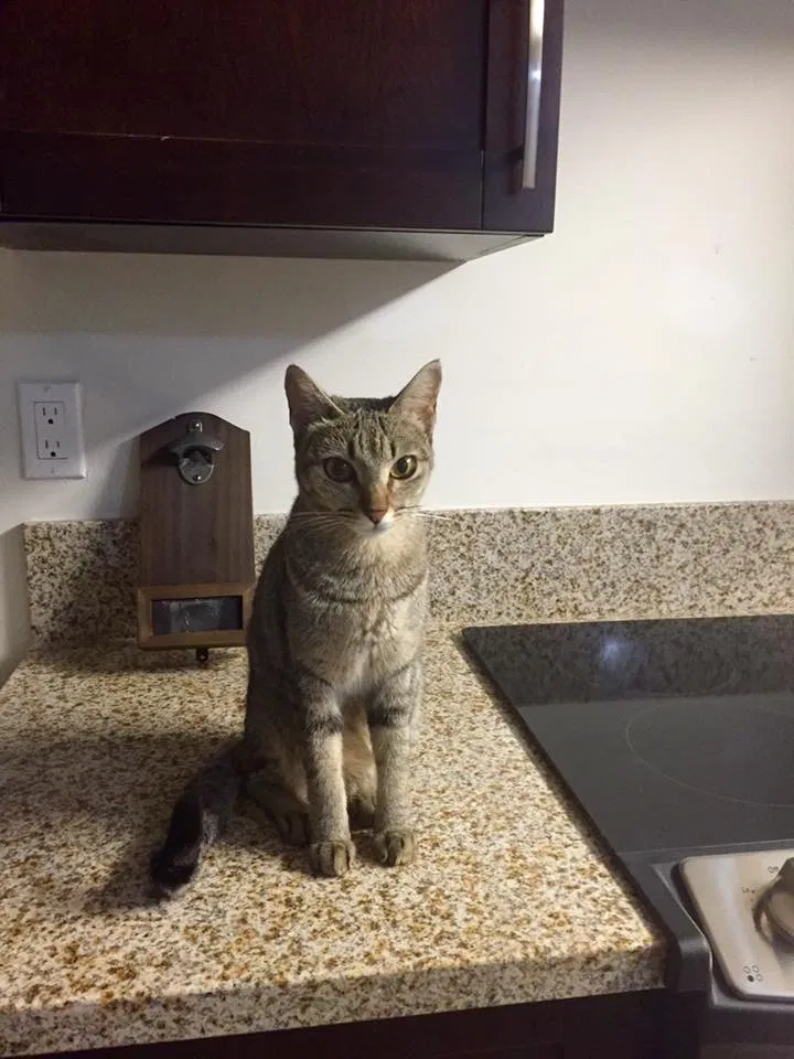 Lost cat in Fort Lauderdale, FL, 33309