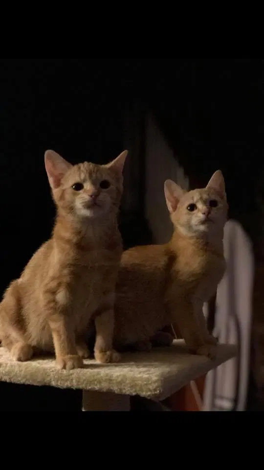 Lost cat in Boyertown, PA, 19512