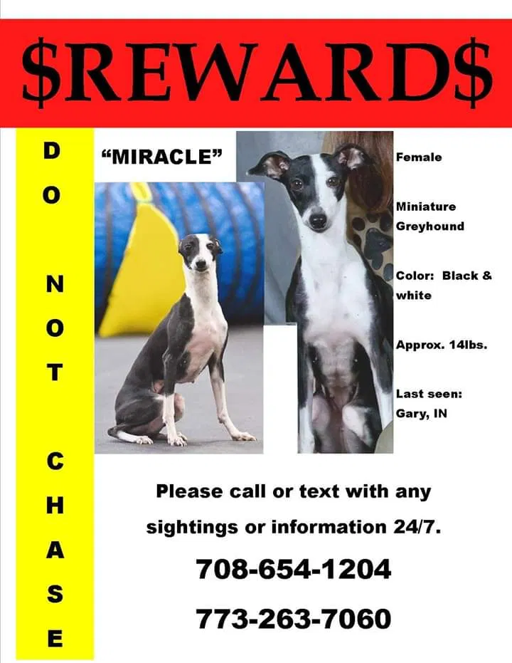 Lost dog in Gary, IN, 46404