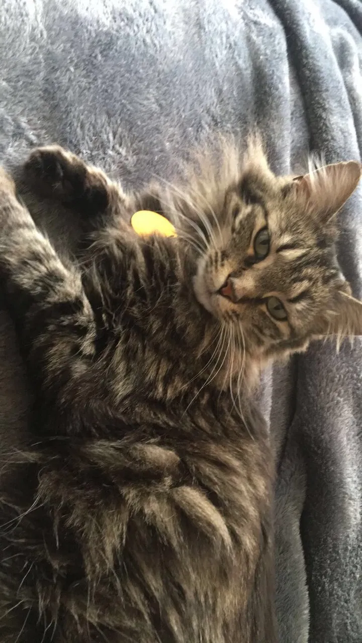 Lost cat in Fort Bragg, NC, 28307