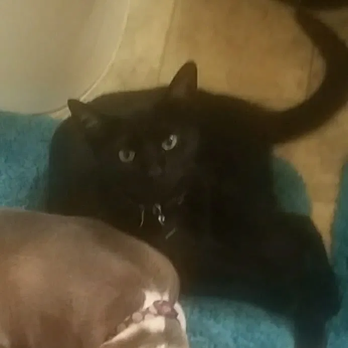 Lost cat in Fresno, CA, 93704