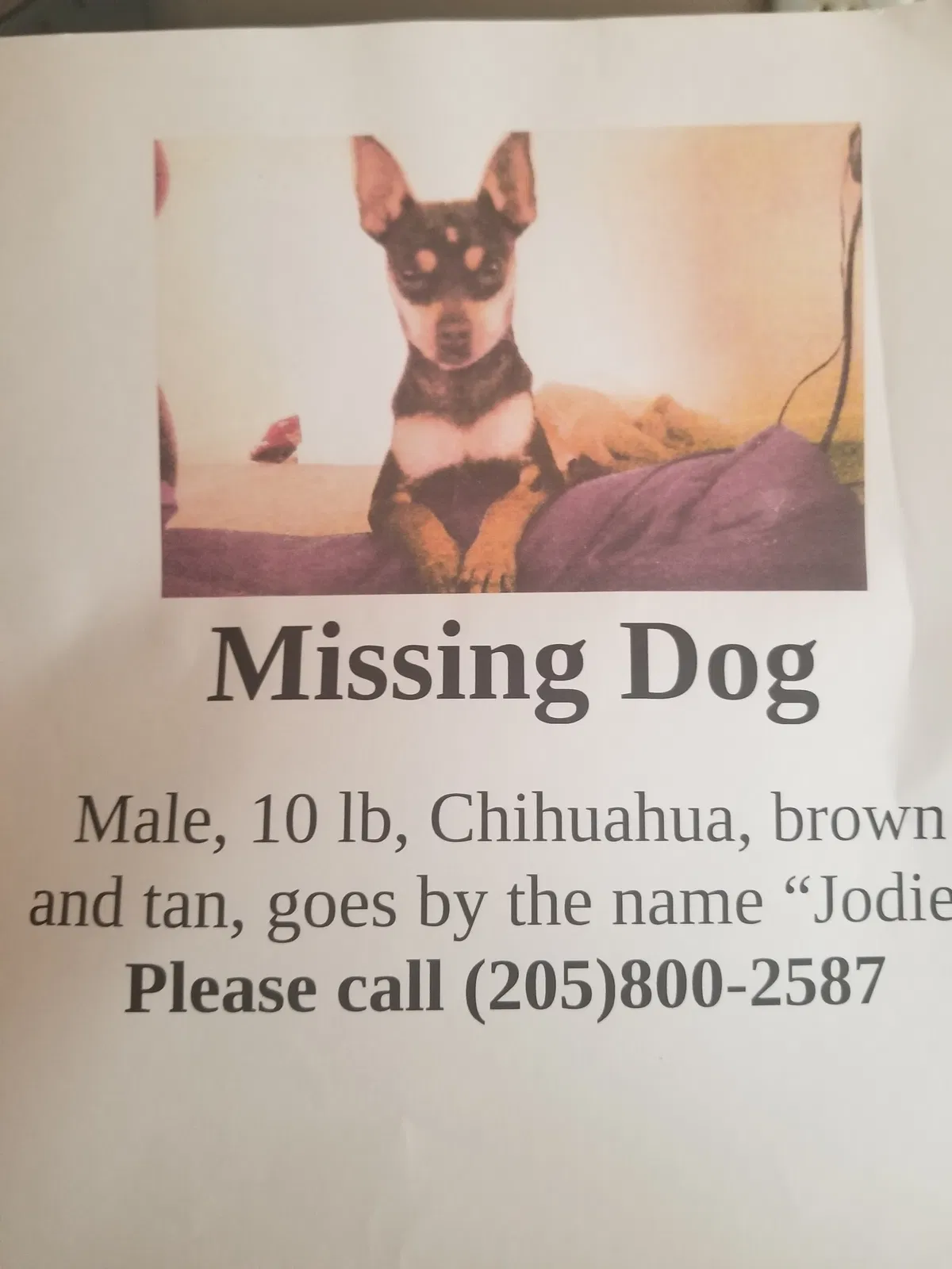 Lost dog in Birmingham, AL, 35214