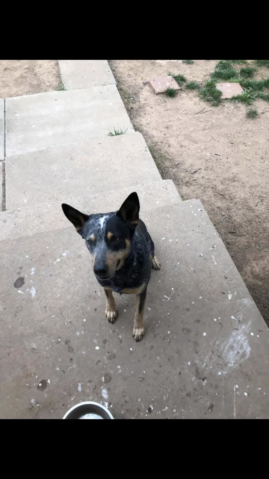 Lost dog in Amarillo, TX, 79110