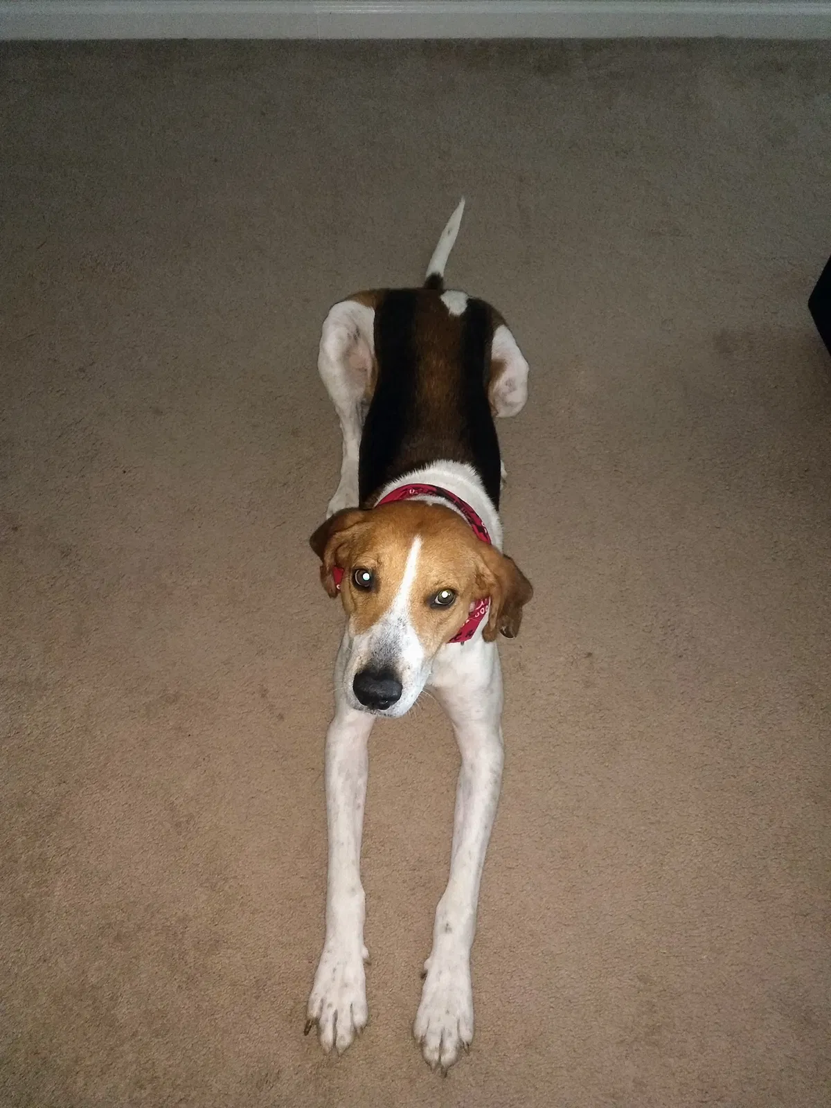 Lost dog in Lumber Bridge, NC, 28357