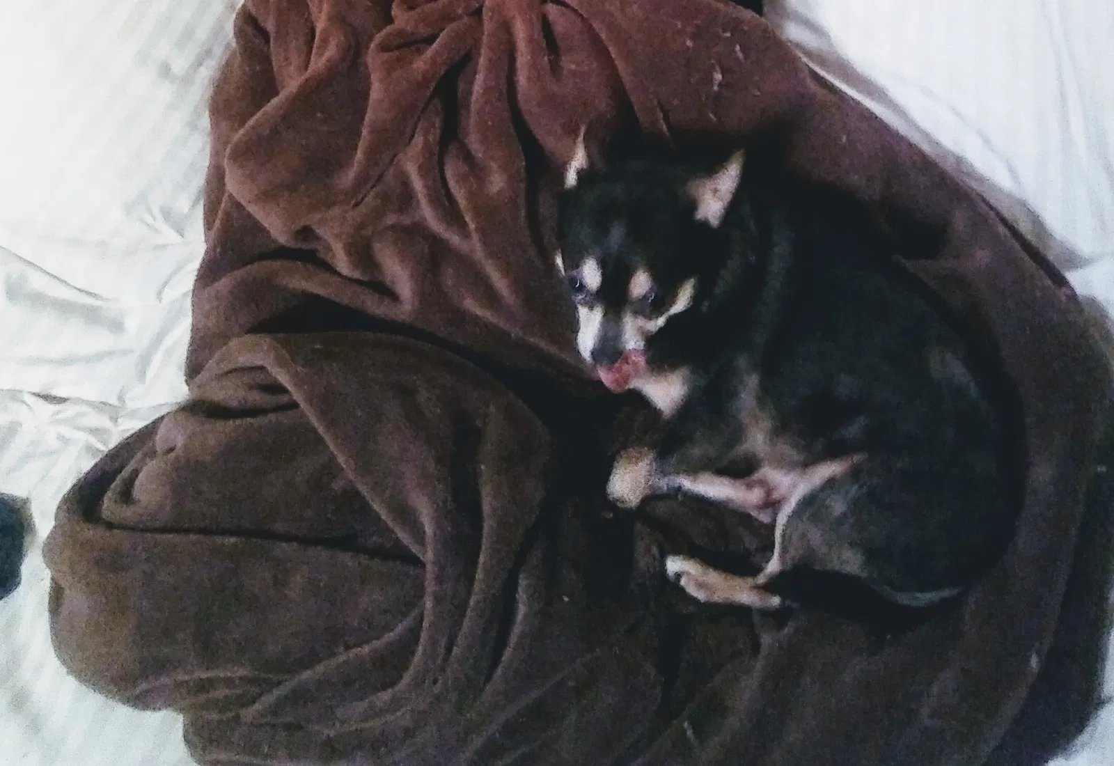 Lost dog in Statham, GA, 30666