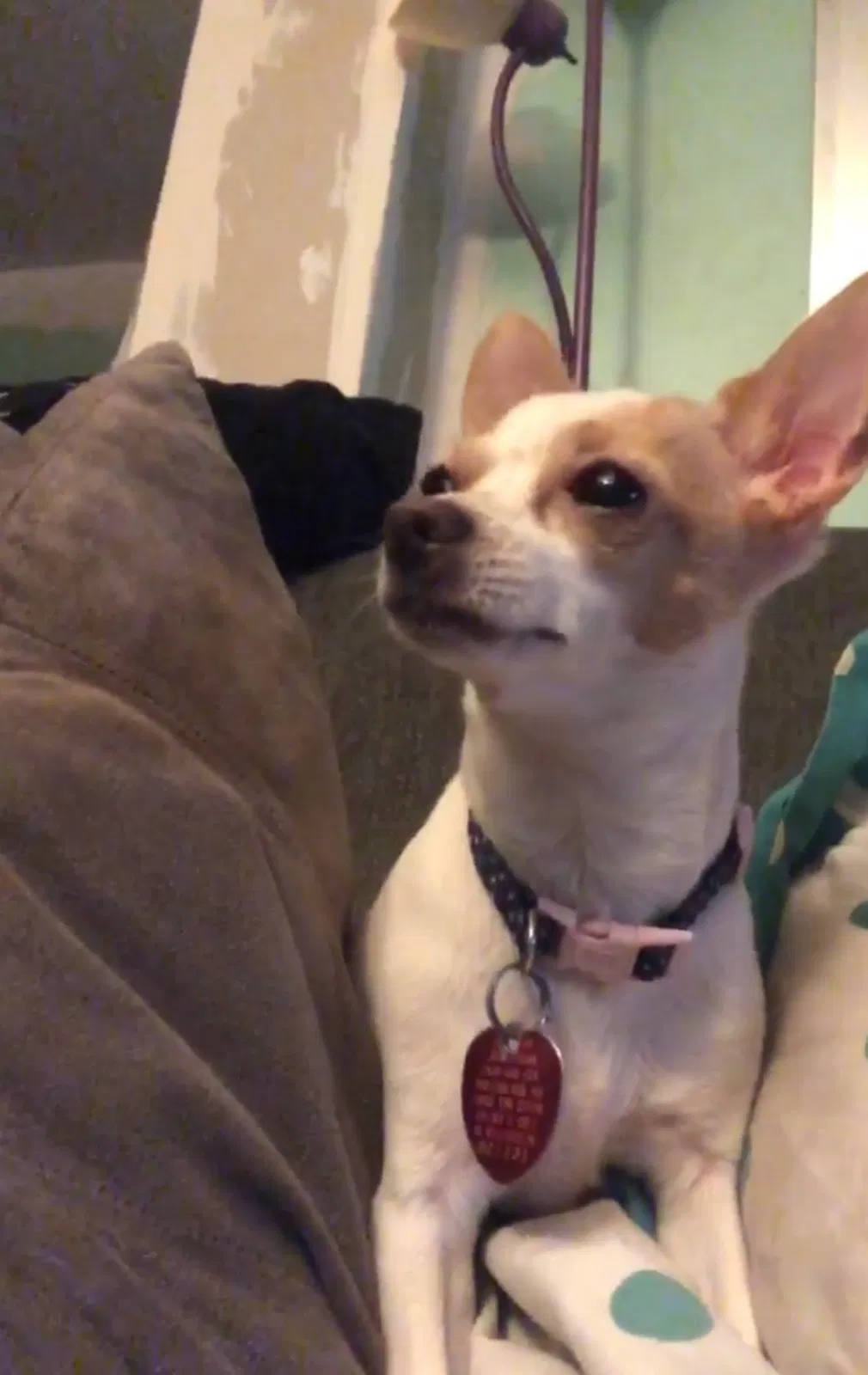 Lost dog in Brownsburg, IN, 46112