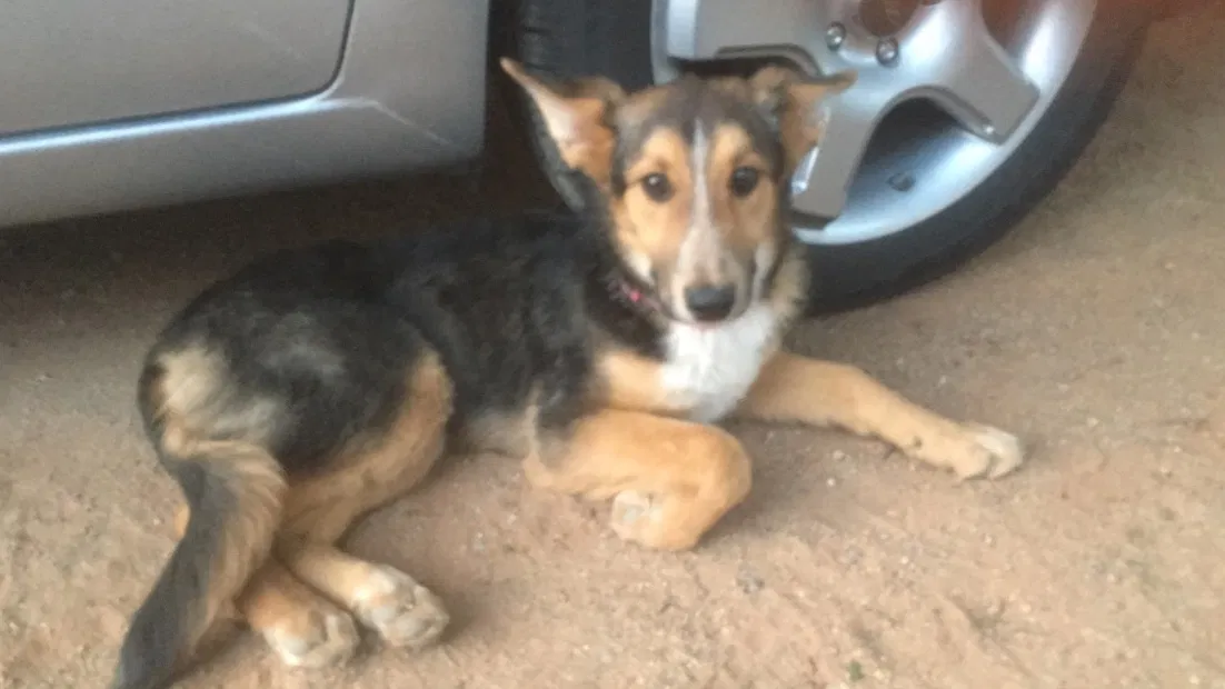 Lost dog in Las Cruces, NM, 88012
