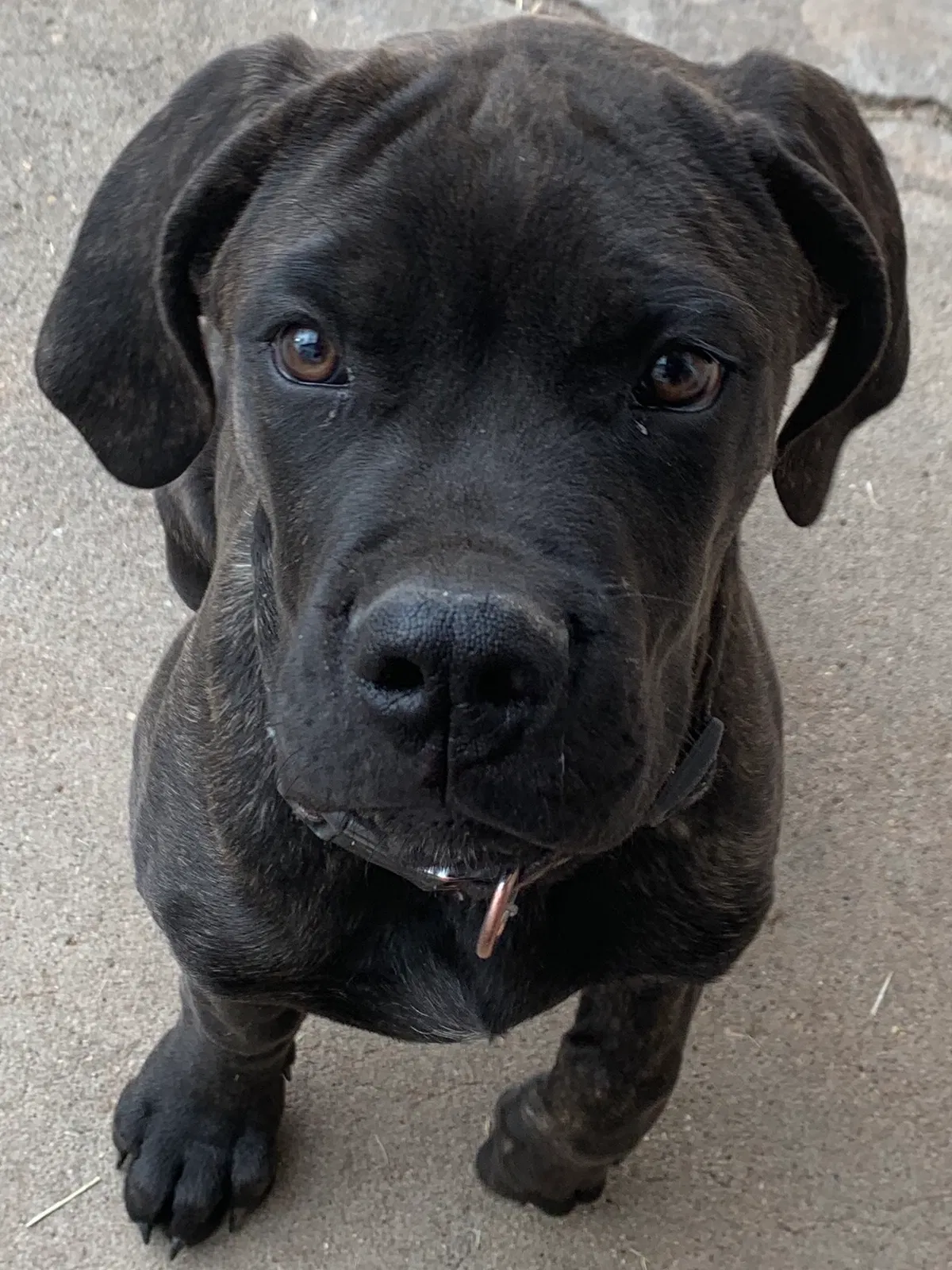 Lost dog in Canyon, TX, 79015
