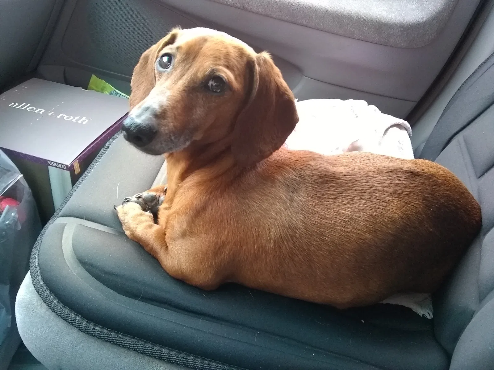 Lost dog in Kelso, WA, 98626