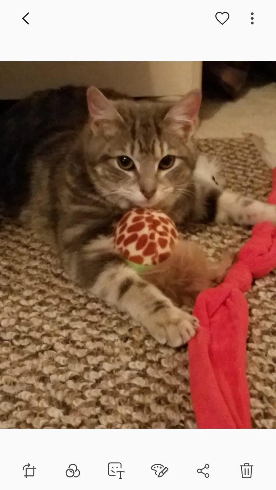 Lost cat in Abingdon, MD, 21009