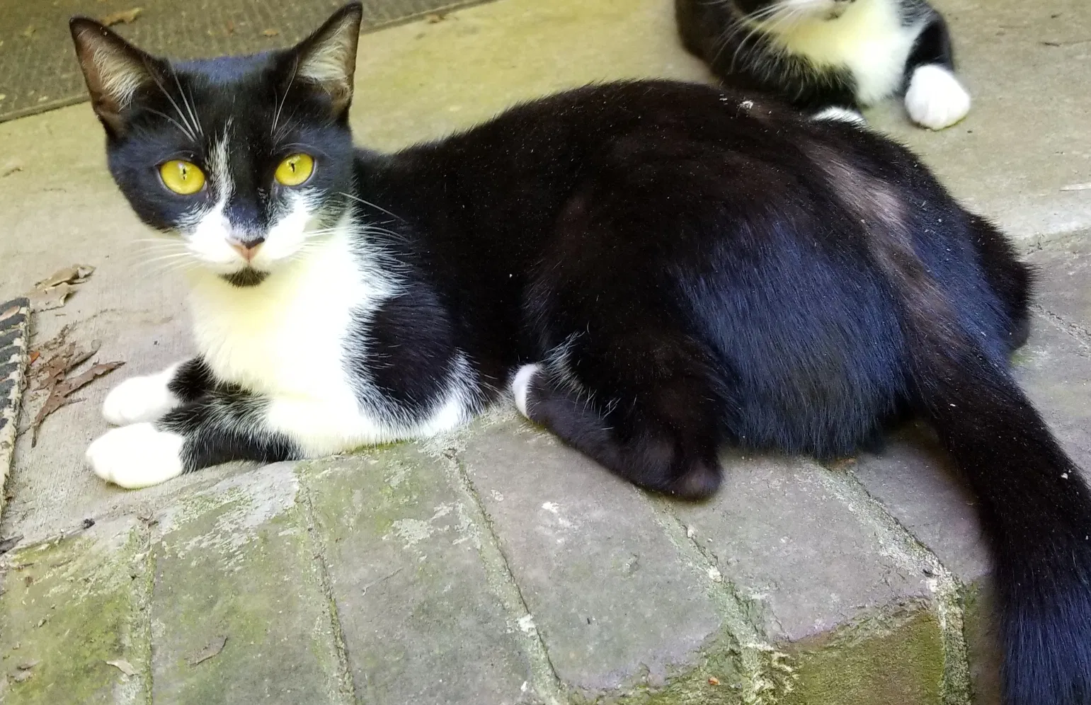 Lost cat in Matthews, NC, 28104
