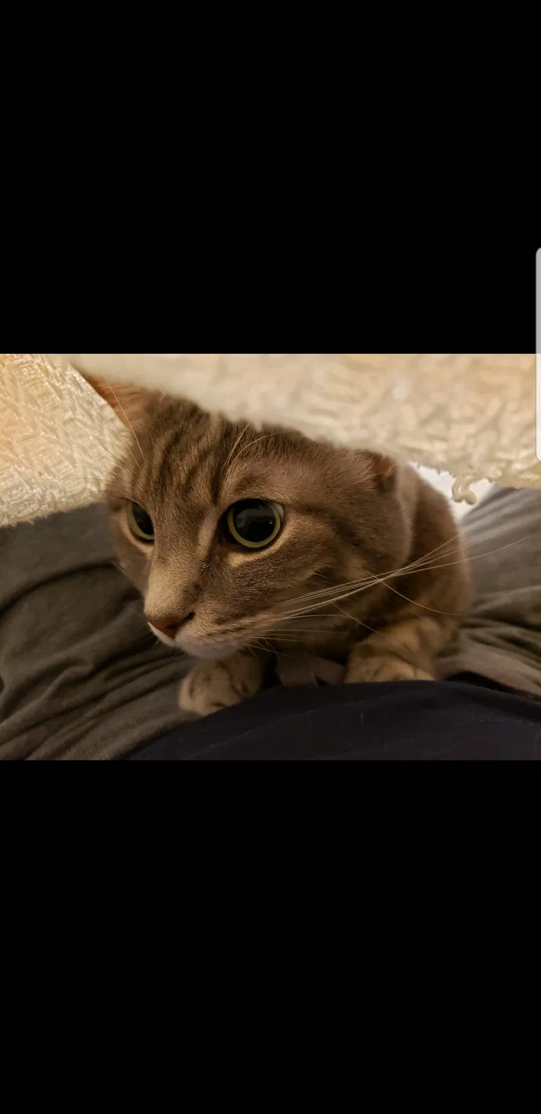 Lost cat in Cypress, TX, 77429