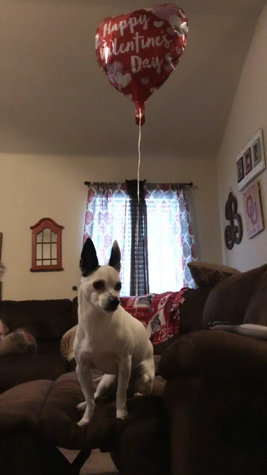 Lost dog in Celina, TX, 75009