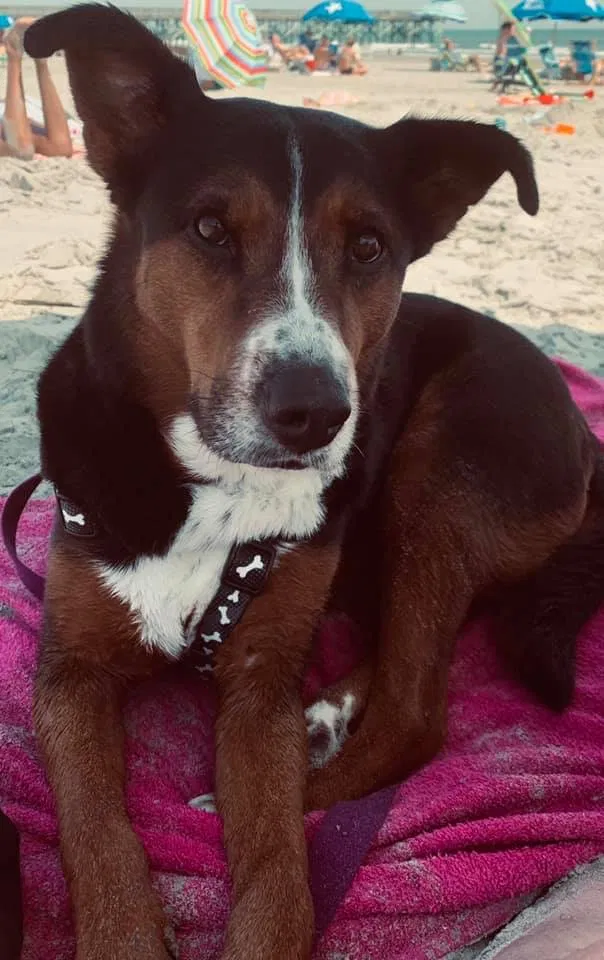 Lost dog in Pooler, GA, 31322