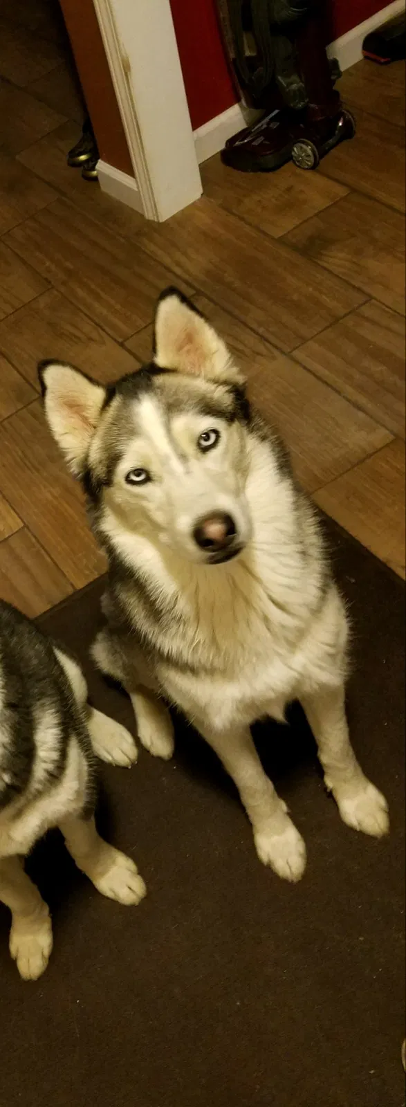 Lost dog in Fayetteville, NC, 28311